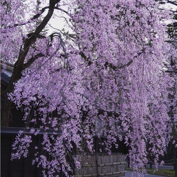 Meet your Posher, Dorian - Picture 4 of 8